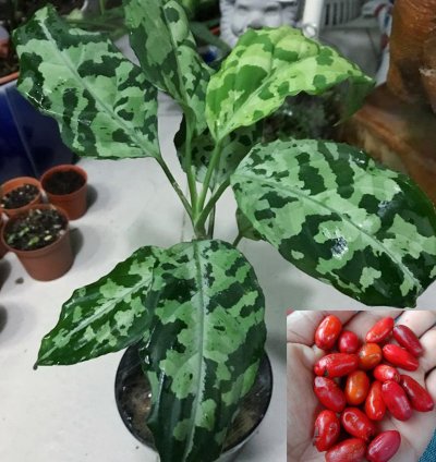 Bulbs Agalonema Pictum Tricolor