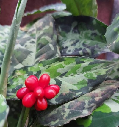 Bulbs Agalonema Pictum Tricolor