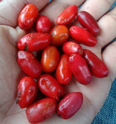Bulbs Agalonema Pictum Tricolor