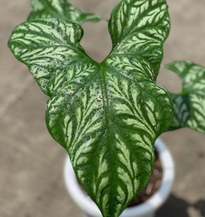 Cercestis Mirabilis