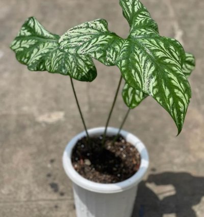 Cercestis Mirabilis