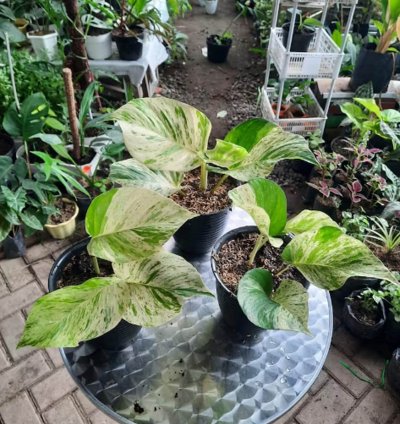 Epipremnum Marble Queen Large Size
