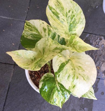 Epipremnum Marble Queen Large Size
