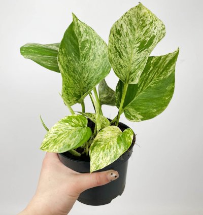 Epipremnum Marble Queen Large Size