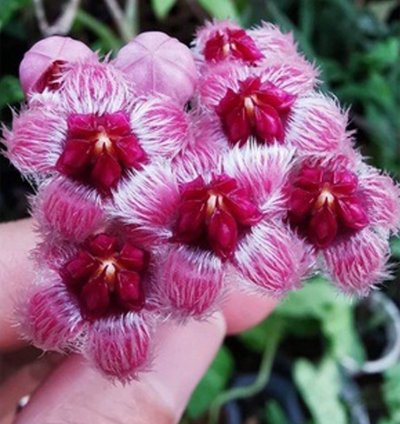 Hoya Sulawesiana Red
