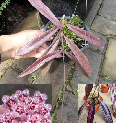 Hoya Sulawesiana Red