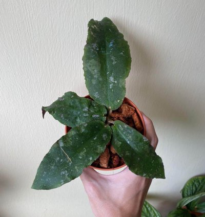 Hoya Undulata