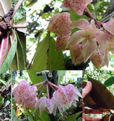 Hoya Undulata