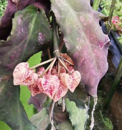 Hoya Undulata