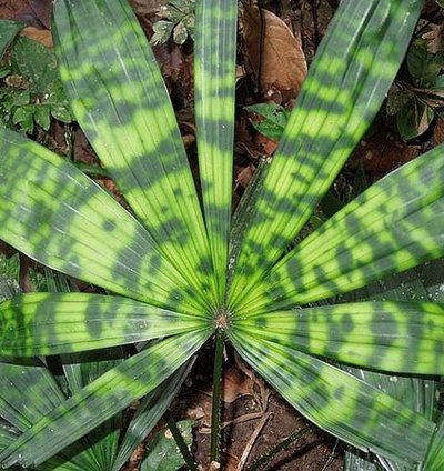 Licuala Kalimantan Mottled (Mapu) Variegated palm seed