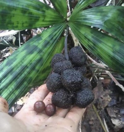 Licuala Kalimantan Mottled (Mapu) Variegated palm seed