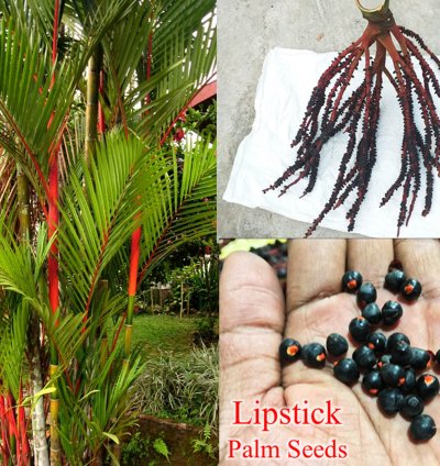 Lipstick Red Palm 10 Seeds Cyrtostachys Renda