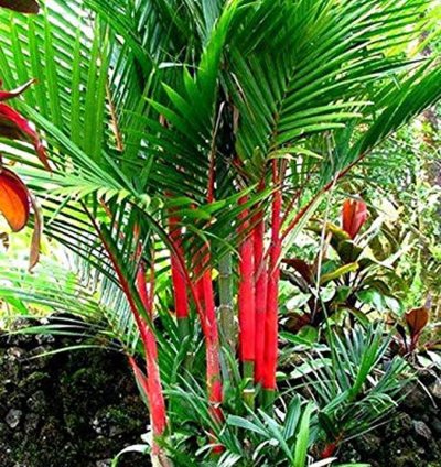 Lipstick Red Palm 10 Seeds Cyrtostachys Renda