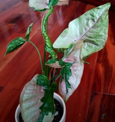 Syngonium Pink Lava Beauty 14 Tall Not Anthurium Philodendron Monstera
