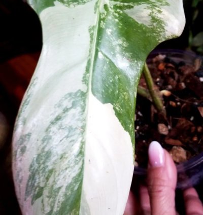 Marble Variegated Philodendron Bipennifolium 15 Wide Aroid