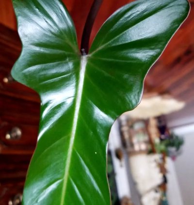 Philodendron Florida Bronze 26 Wide 12 Leaf Not Monstera Anthurium