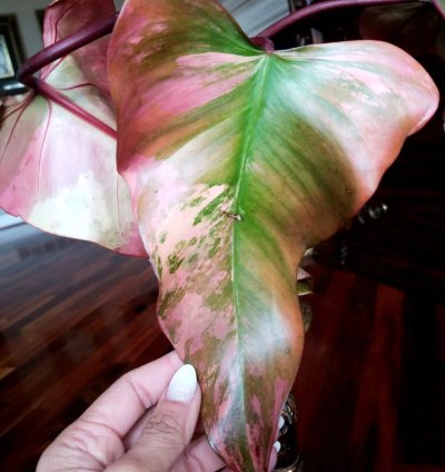 Pink Variegated Philodendron Strawberry Shake 18 Wide