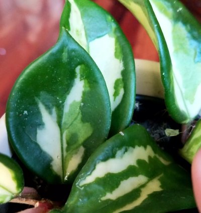 Variegated Hoya cv Greenlight Not Aroid Monstera Syngonium Philodendron