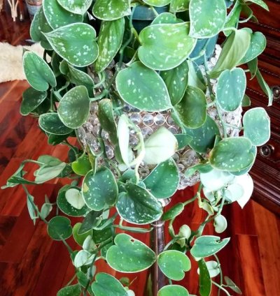 Mutant Scindapsus Argyraeus 40 Long not Monstera Aroid Philodendron