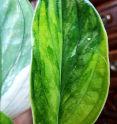 Variegated Monstera Karstenianum Peru 14 Tall
