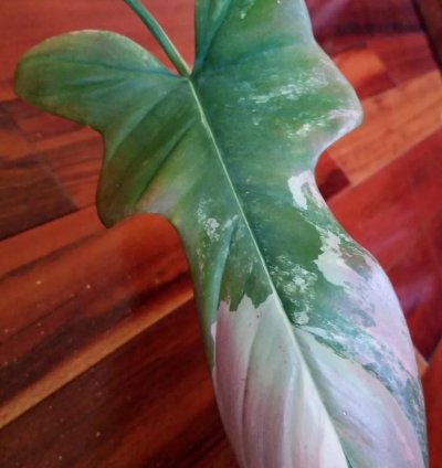 Pink Variegated Philodendron Bipennifolium 21 Wide Aroid