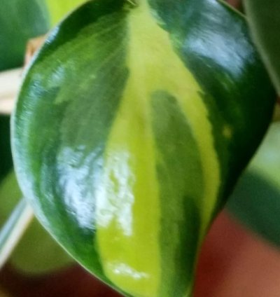 Philodendron Hederaceum Variegata Carnivall Aroid