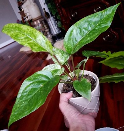 Anthurium Variegated Renaissance 15 Tall