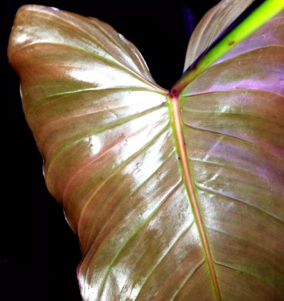 Philodendron Alatiundulatum X Spiritu Sancti 25 Wide