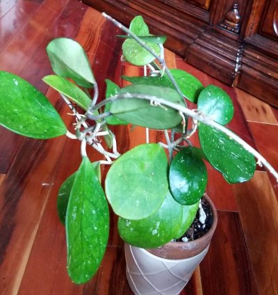 Hoya Obovata Pink splash 21 Tall Not Monstera Anthurium Philodendron