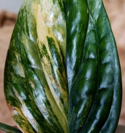 Monstera Karstenianum Peru Orange Variegated 10 Tall