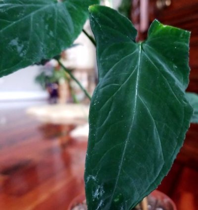 Syngonium Rayii Dark Velvet 36 Long Vine Aroid not Philodendron Monstera