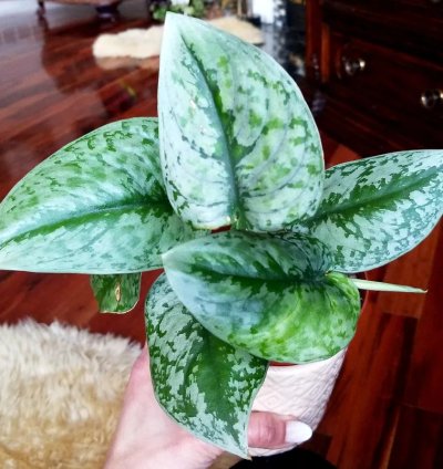 Scindapsus Silver Cloud 10 Tall no Monstera Aroid Philodendron Anthurium