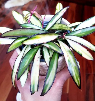 Variegated Hoya Kentiana Quadricolor  Monstera Syngonium Philodendron