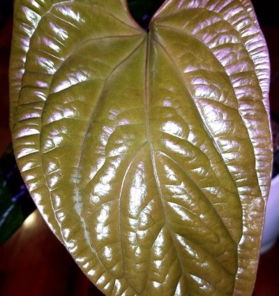 Anthurium Radicans x Luxurians 24 tall Aroid Not Philodendron Monstera