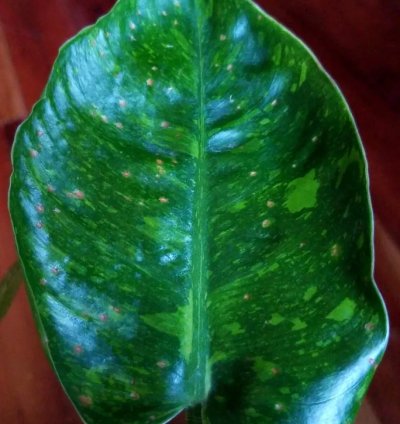 Variegated Philodendron Congo Nuclear 18 Wide no Monstera Anthurium