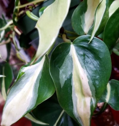 Philodendron Hederaceum Rio 15 Long not Monstera Anthurium Aroid Syngonium