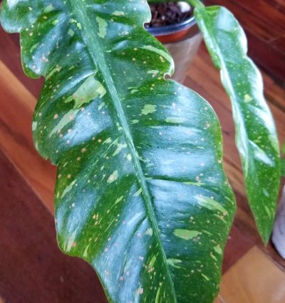Philodendron Ring Of Fire 20 Tall 25 Wide Not Monstera Anthurium