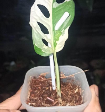 Monstera Adansonii Variegated