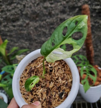 Monstera Adansonii Variegated