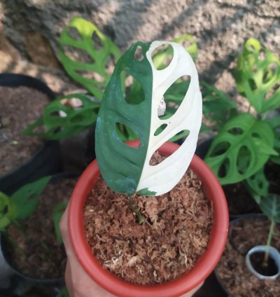 Monstera Adansonii Variegated