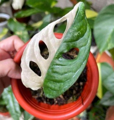 Monstera Adansonii Variegated