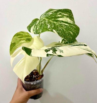 monstera albo plant