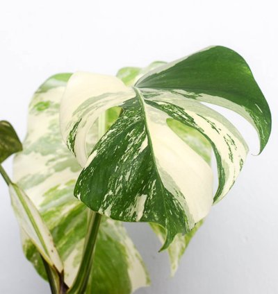 monstera albo plant