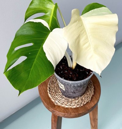 monstera albo plant