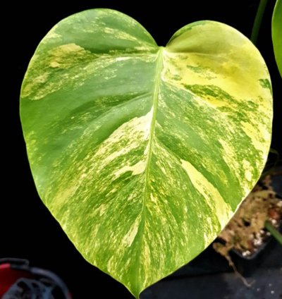 Monstera marmorata plant