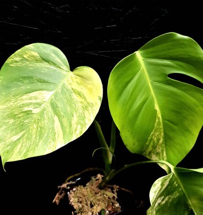 Monstera marmorata plant