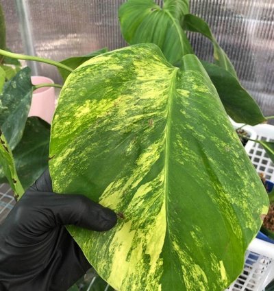 Monstera marmorata plant