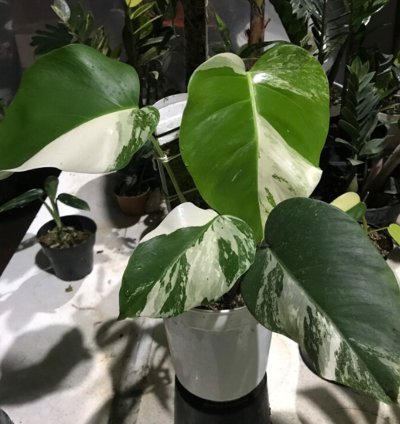 Monstera White Tiger Variegated
