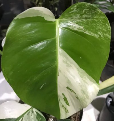 Monstera White Tiger Variegated