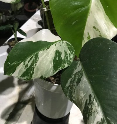 Monstera White Tiger Variegated